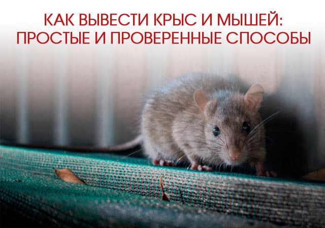 Как вывести крыс и мышей в Михнево: простые и проверенные способы