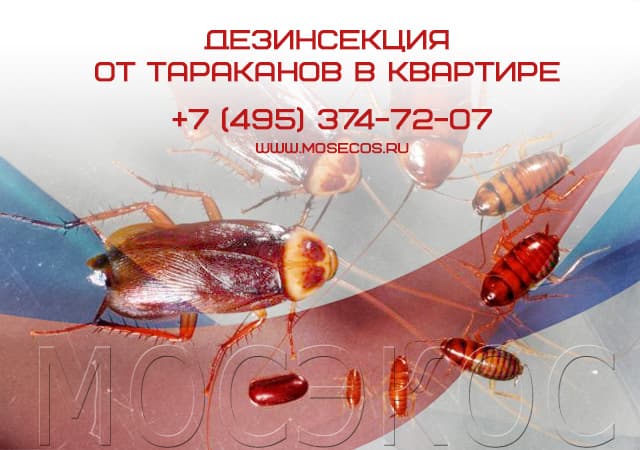 Дезинсекция от тараканов в квартире в Михнево