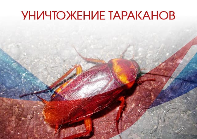 Уничтожение тараканов в Михнево