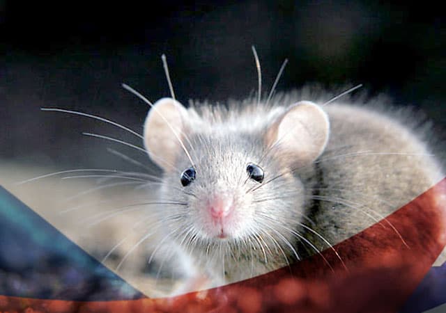 Уничтожение мышей в Михнево
